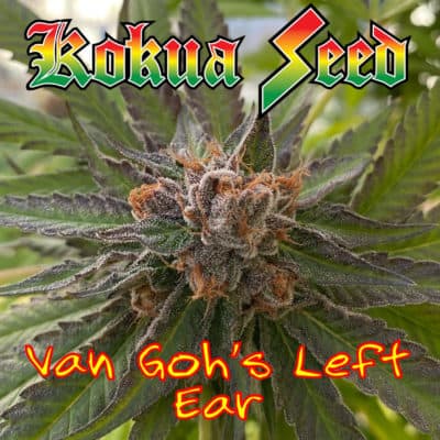 Kokua Seed - Van Gogh's Left Ear (Tropicanna Cookies X Black Banana)