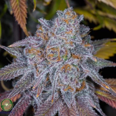 Dynasty - Black Grape Cheesecake (BB Magoo x Exodus Cheese BX1)