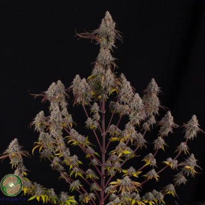 Dynasty - Drunken Goat (Purple Punch x Exodus Cheese BX1)