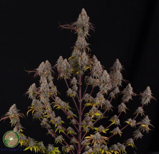 Dynasty - Drunken Goat (Purple Punch x Exodus Cheese BX1)