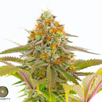 Dynasty - Lemon Stripe Gum (Oregon Lemons x Exodus Cheese BX1)