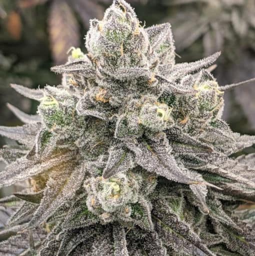Rare Dankness - Muscadine (Rare Darkness x Pamelina) [FEM]