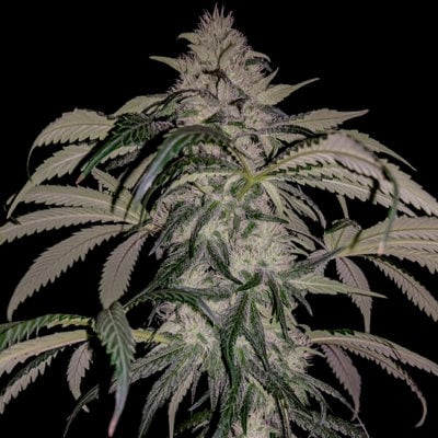 Rare Dankness - Purple Swish Haze (Purple Swish x Neville's Haze)