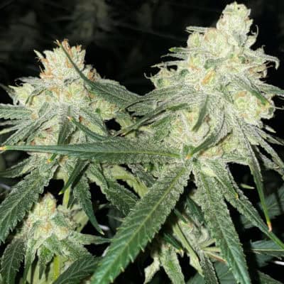 Rare Dankness - Scotts Haze (Scott's OG x Neville's Haze)