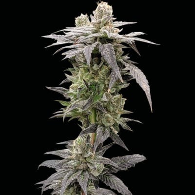 Rare Dankness - Dark Saber (Starkiller OG x Luv Muffin) [FEM]
