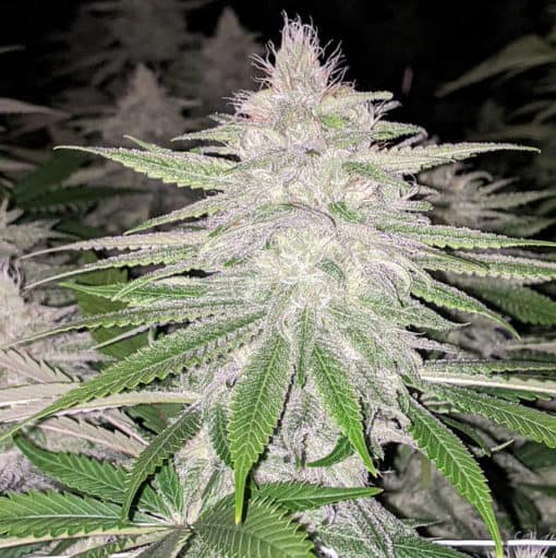 Rare Dankness - Starkiller Haze (Starkiller OG x Neville's Haze)