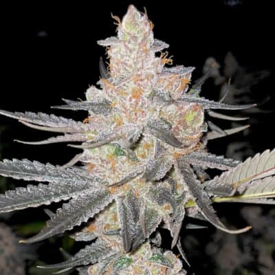 Rare Dankness - Vader's Starkiller (Starkiller OG x Pamelina) [FEM]