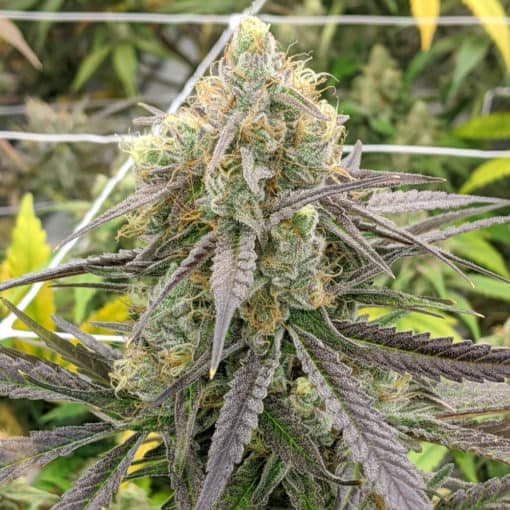 Rare Dankness - W.A.R. OG (Scotts OG x Pamelina) [FEM]