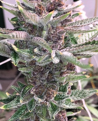 Legendary - Forbidden Double Mint (Forbidden Fruit/Forum GSC x Thin Mint) [FEM]