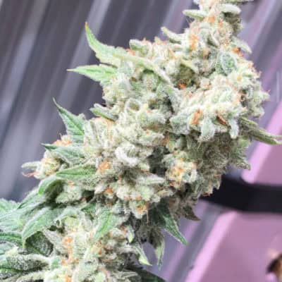 Legendary - Mint Stomper (Grape Stomper BX3 x Thin Mint) [FEM]