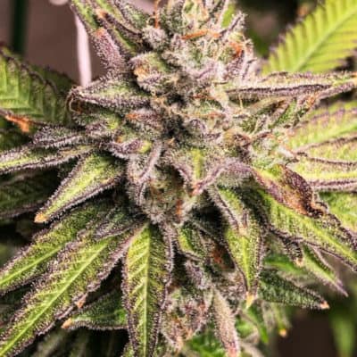Legendary - Super Tropical Biscotti (Biscotti/Super Fire x Tropical Cherry) [FEM]
