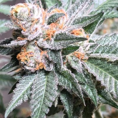 Legendary - Trop Scotch (Scotch Bacio x Tropical Cherry) [FEM]