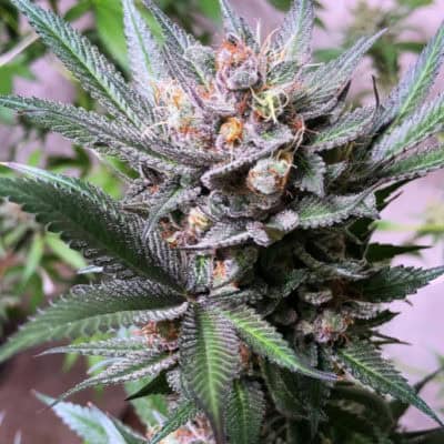 Legendary - Grape Berry Diesel (Blueberry/NYCD x Grape Stomper BX3)