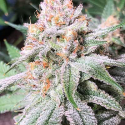 Legendary - Tropical Rainbow Pebblez (Rainbow Pebblez x Tropical Cherry) [FEM]