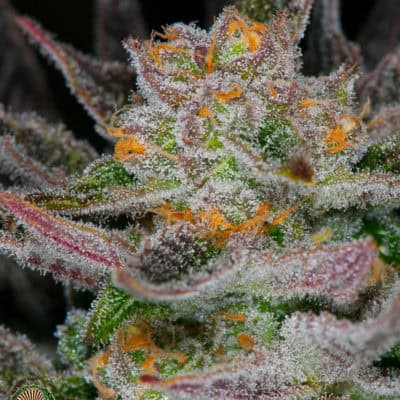Dynasty - Mt Hood Huckleberry F5