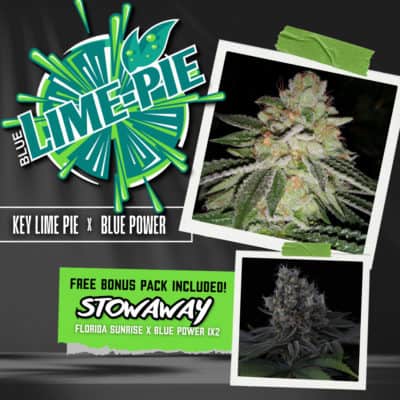 Sin City Seeds - Blue Lime Pie (Key Lime Pie x Blue Power) [FEM]