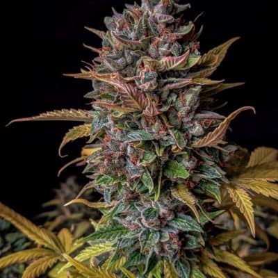 Mephisto - Orange Biscuits (Forum Stomper x Orange Diesel) [FEM AUTO]