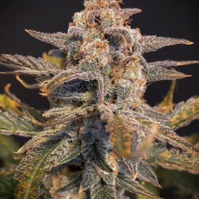 Mephisto - Sweet & Sour - (Toof Decay x Sour Stomper) [FEM AUTO]