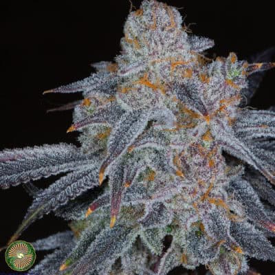 Dynasty - Black Grapefruit (Black Blue Magoo x Relic Grapefruit)