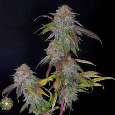 Dynasty - Bubba Grapefruit (Pre98 Bubba x Relic Grapefruit)