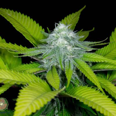 Dynasty - Citrus Blossom V2 (Orange Blossom x Relic Grapefruit)