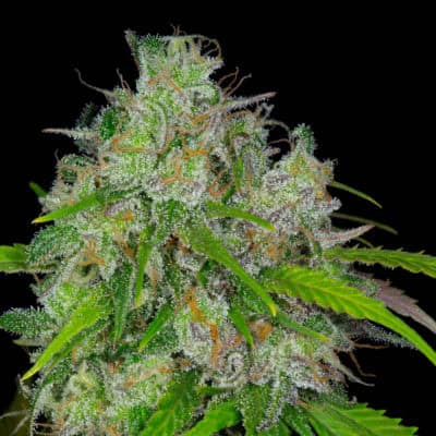 Relic - PNW Grapefruit IBL BX1 (Grapefruit x Relic Grapefruit)