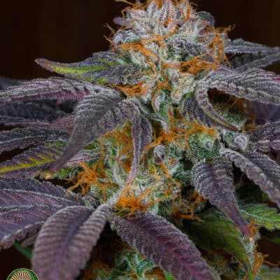 Dynasty - Grapefruit Punch (Purple Punch x Relic Grapefruit)