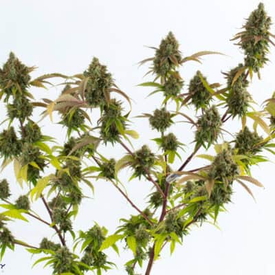 Dynasty - Pineapple Grapefruit (Pineapple Fields x Grapefruit IBL/Grapefruit F3)