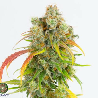 Dynasty - Pineapple Grapefruit Skunk (Kali Snapple x Grapefruit IBL/Grapefruit F3)