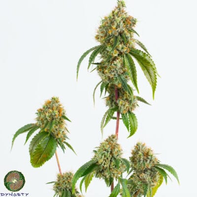 Dynasty - Ruby Red Gas (Llama x Grapefruit IBL/Grapefruit F3