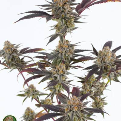 Dynasty - Lavender Sour Diesel (Black Blue Magoo #7 x ECSD BX1)