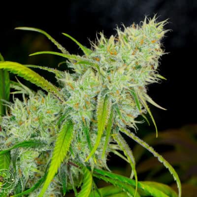 Relic - SSSD (98' HTCC Winning Super Silver Haze x ECSD BX1)