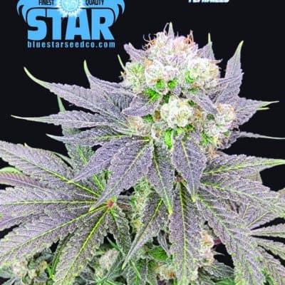 Blue Star Seed Co - Blueberry Lemon Poundcake (London Poundcake x Blue Star)