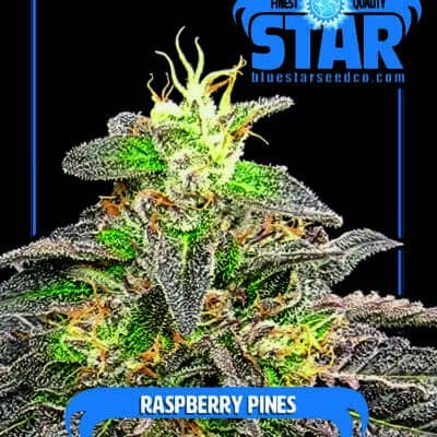 Blue Star Seed Co - Raspberry Pines (Sherbanger 22 x Blue Star)