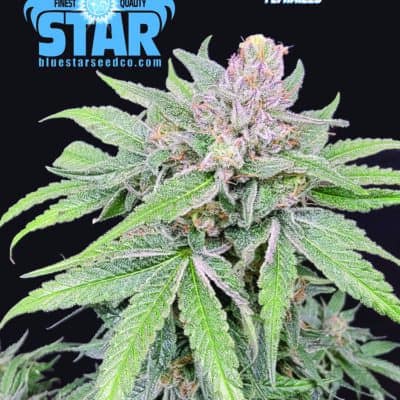 Blue Star Seed Co - Schrom Star (Schrom x Blue Star)