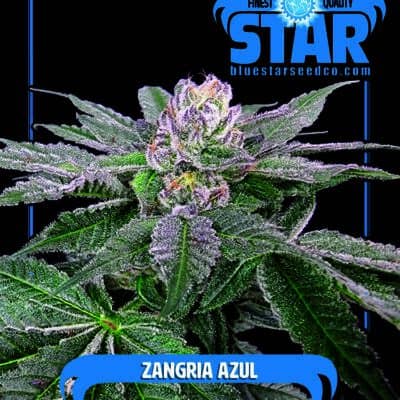 Blue Star Seed Co - Zangria Azul (Zangria x Blue Star)