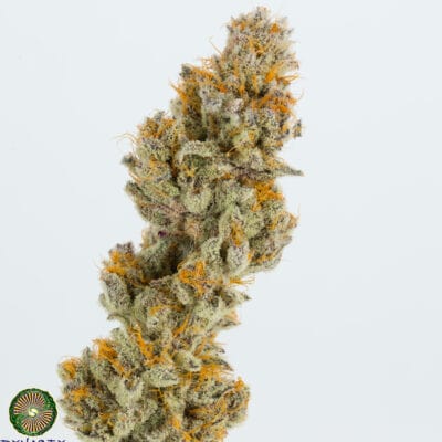 Dynasty - Blackberry Lavaflow (Purple Punch x Mt Hood Huckleberry F4)