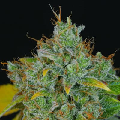 Dynasty - Sour Peach Cobbler V2 (C99/WW x ECSD BX1)