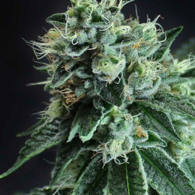 Subcools Dank - Jesus OG BX (Subcool OG x Jesus OG)