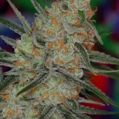 Subcools Dank - Space Queen BX (Space Candy x Space Dude)