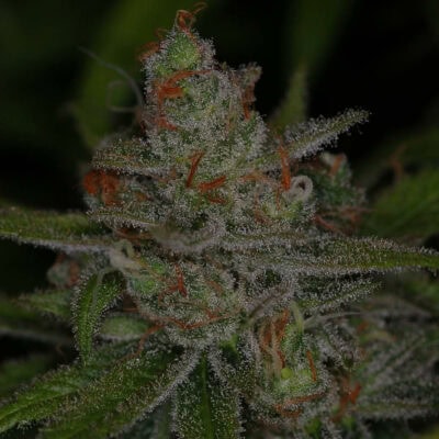 Subcools Dank - Jack Skellington F2