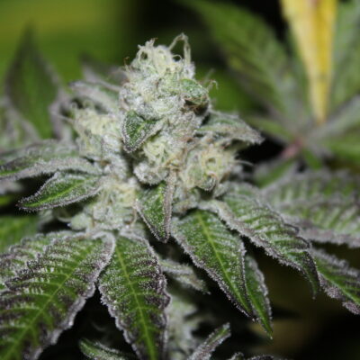 Strayfox - Honey Grapez (Zkittlez x Fruity Pebbles)