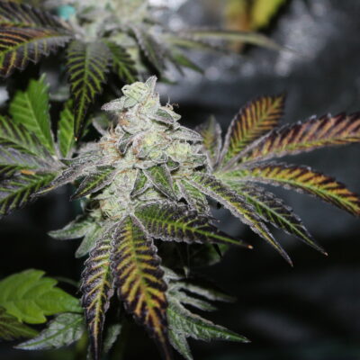 Strayfox - Goji BX (Goji OG x Goji OG/Fruity Pebbles)