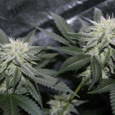 Strayfox - Blackberry Goji (Blackberry Lotus x Goji OG)